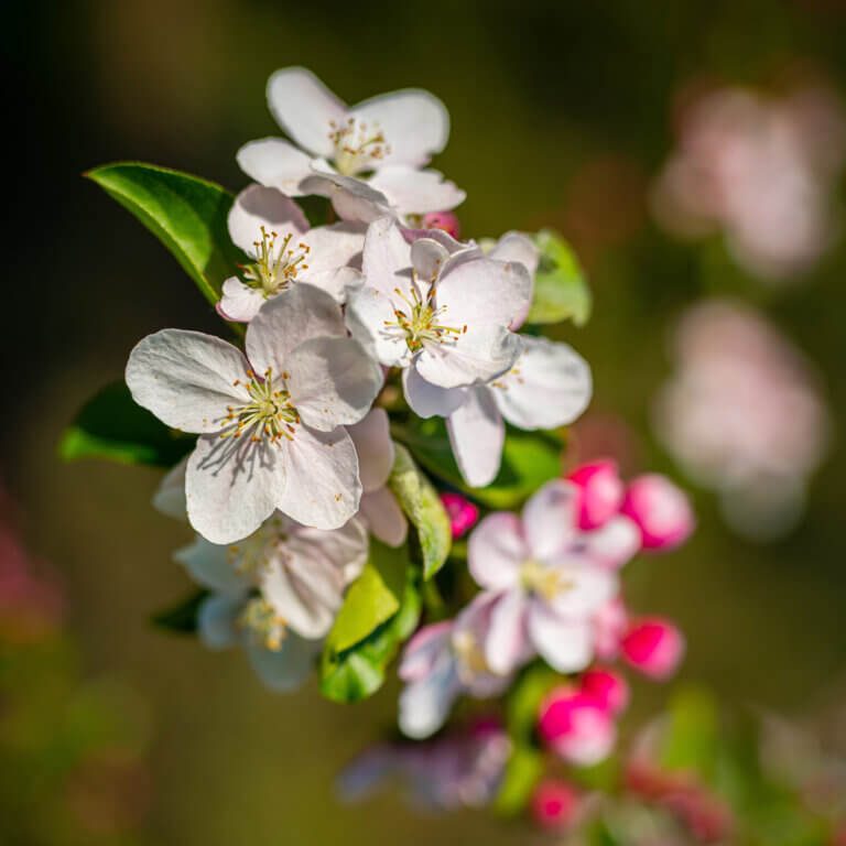 Crabapple blossom in Cornish Springtime