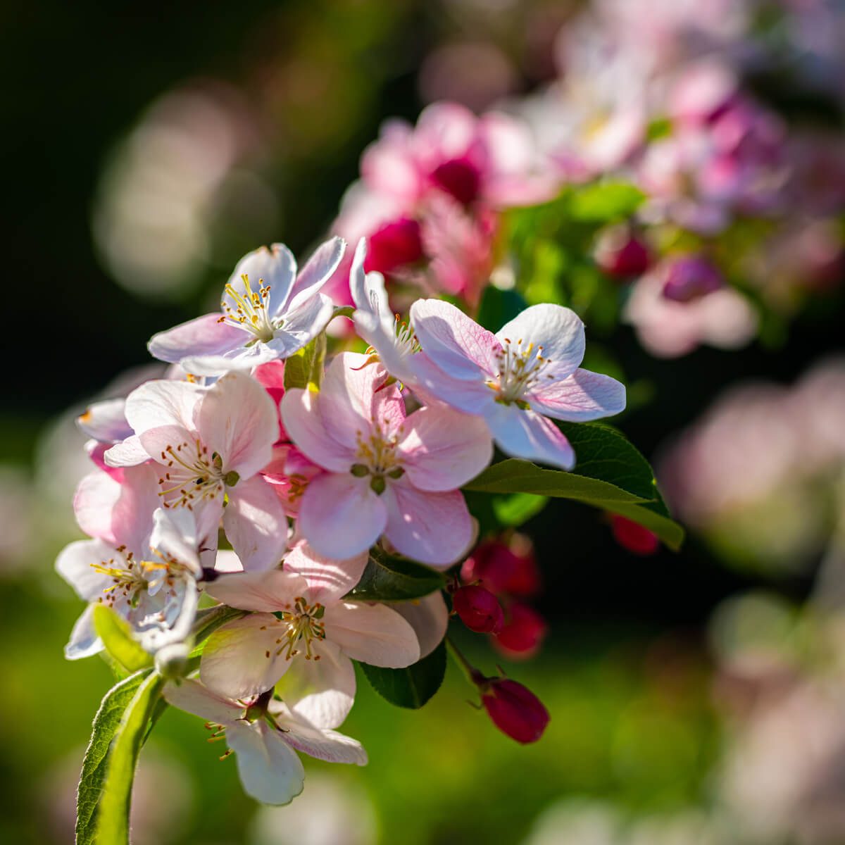 Pink Apple Blossom in Cornish Orchard